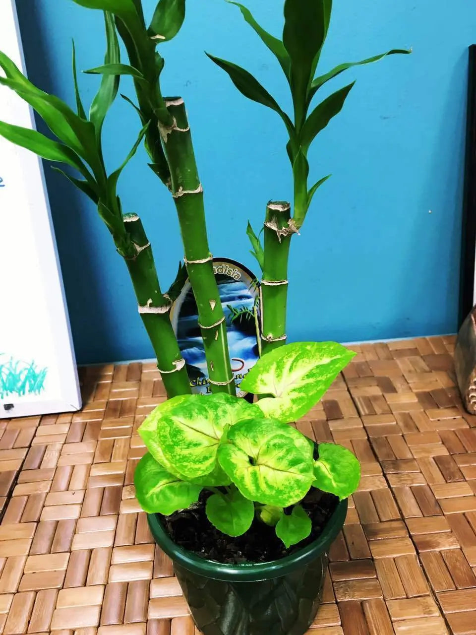 Real Lucky Bamboo beautiful pots decorative different sizes available  幸运竹 富贵竹 everythingbamboo