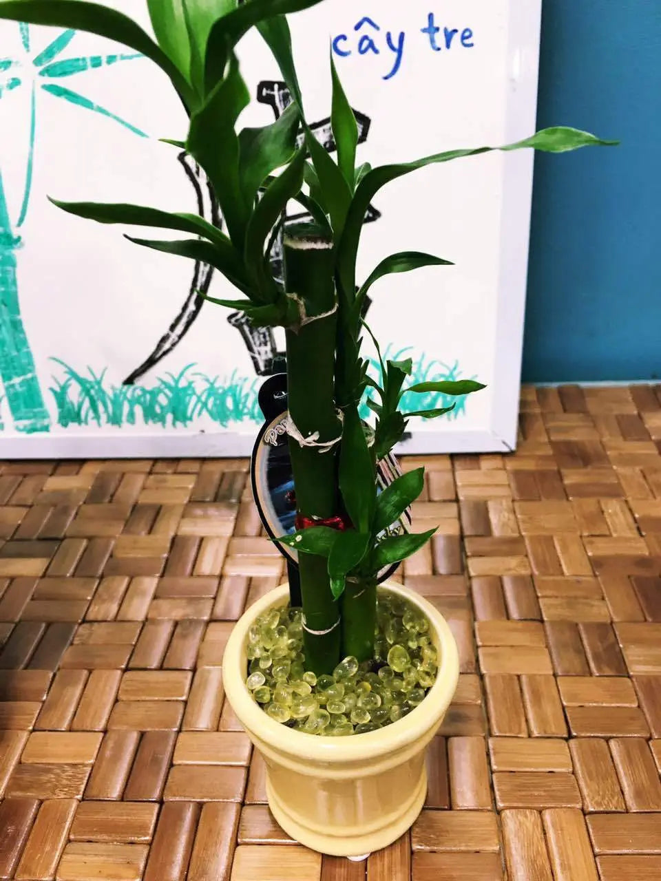 Real Lucky Bamboo beautiful pots decorative different sizes available  幸运竹 富贵竹 everythingbamboo