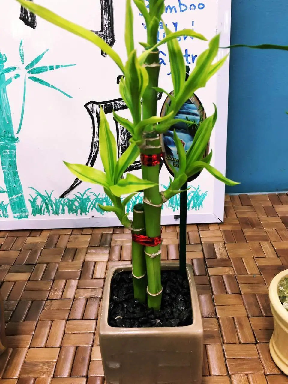 Real Lucky Bamboo beautiful pots decorative different sizes available  幸运竹 富贵竹 everythingbamboo