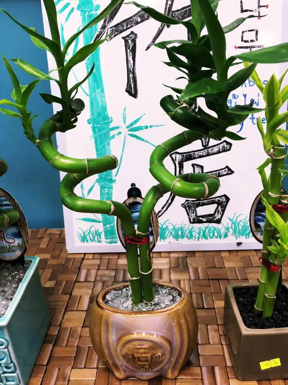Real Lucky Bamboo beautiful pots decorative different sizes available  幸运竹 富贵竹 everythingbamboo