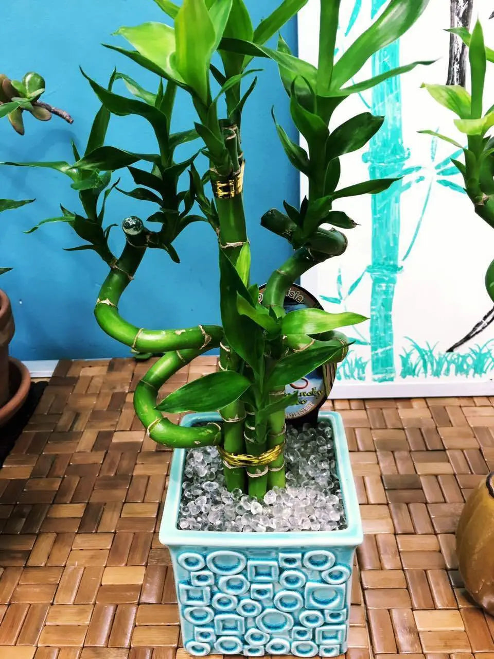 Real Lucky Bamboo beautiful pots decorative different sizes available  幸运竹 富贵竹 everythingbamboo