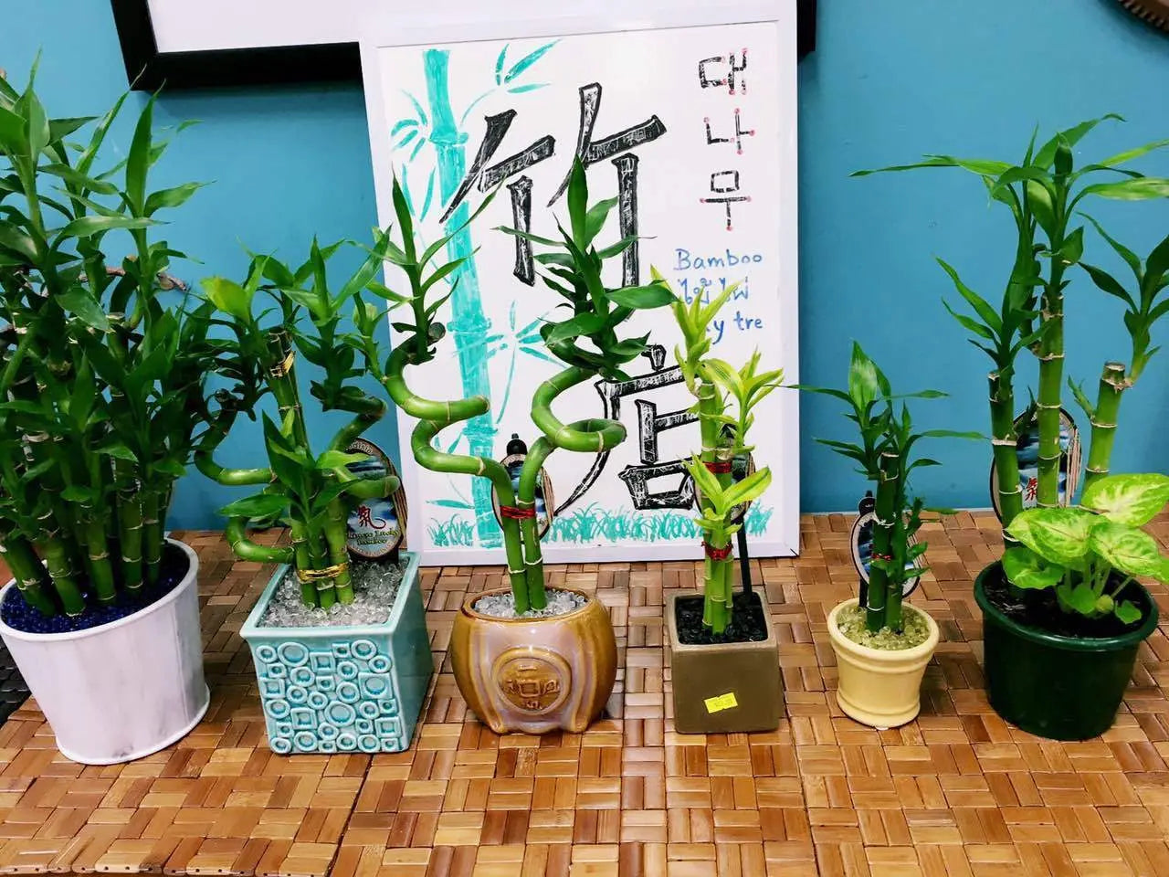 Real Lucky Bamboo beautiful pots decorative different sizes available  幸运竹 富贵竹 everythingbamboo