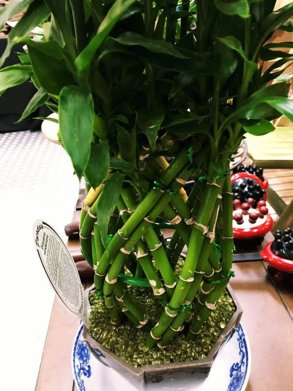 bamboo money tree Real Lucky Bamboo beautiful pots decorative different sizes available 幸运竹 富贵竹