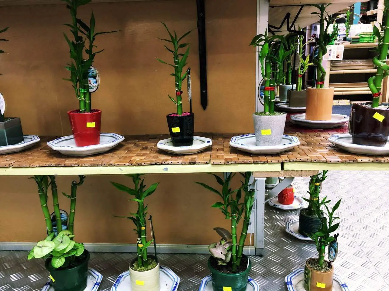 Real Lucky Bamboo beautiful pots decorative different sizes available  幸运竹 富贵竹 everythingbamboo