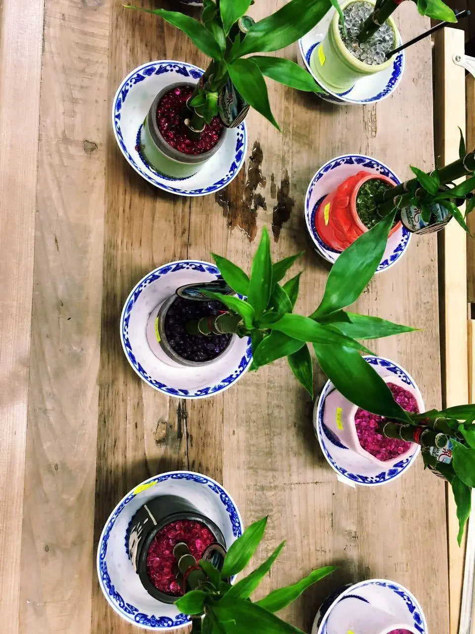 Real Lucky Bamboo beautiful pots decorative different sizes available  幸运竹 富贵竹 everythingbamboo