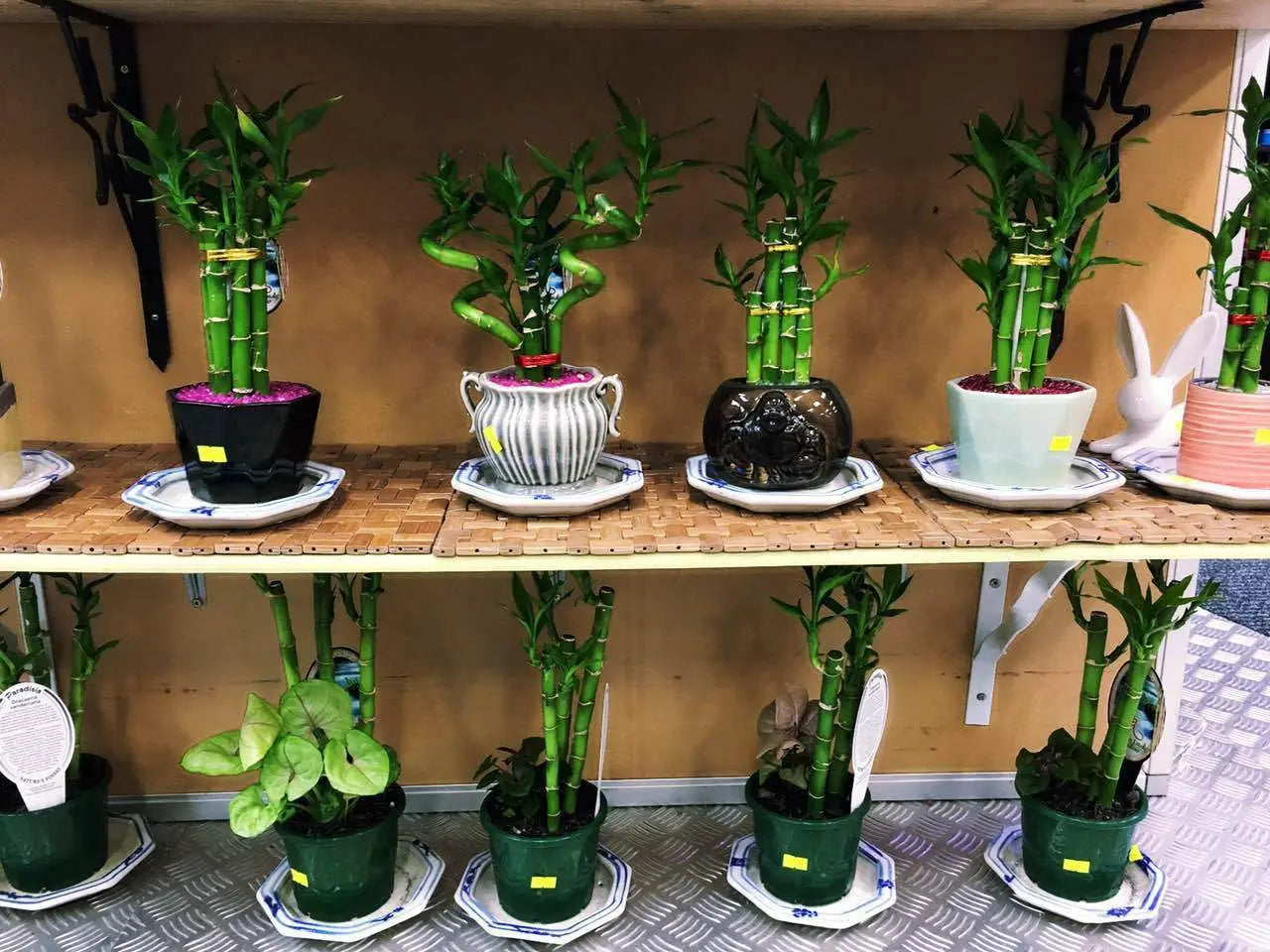 Real Lucky Bamboo beautiful pots decorative different sizes available  幸运竹 富贵竹 everythingbamboo