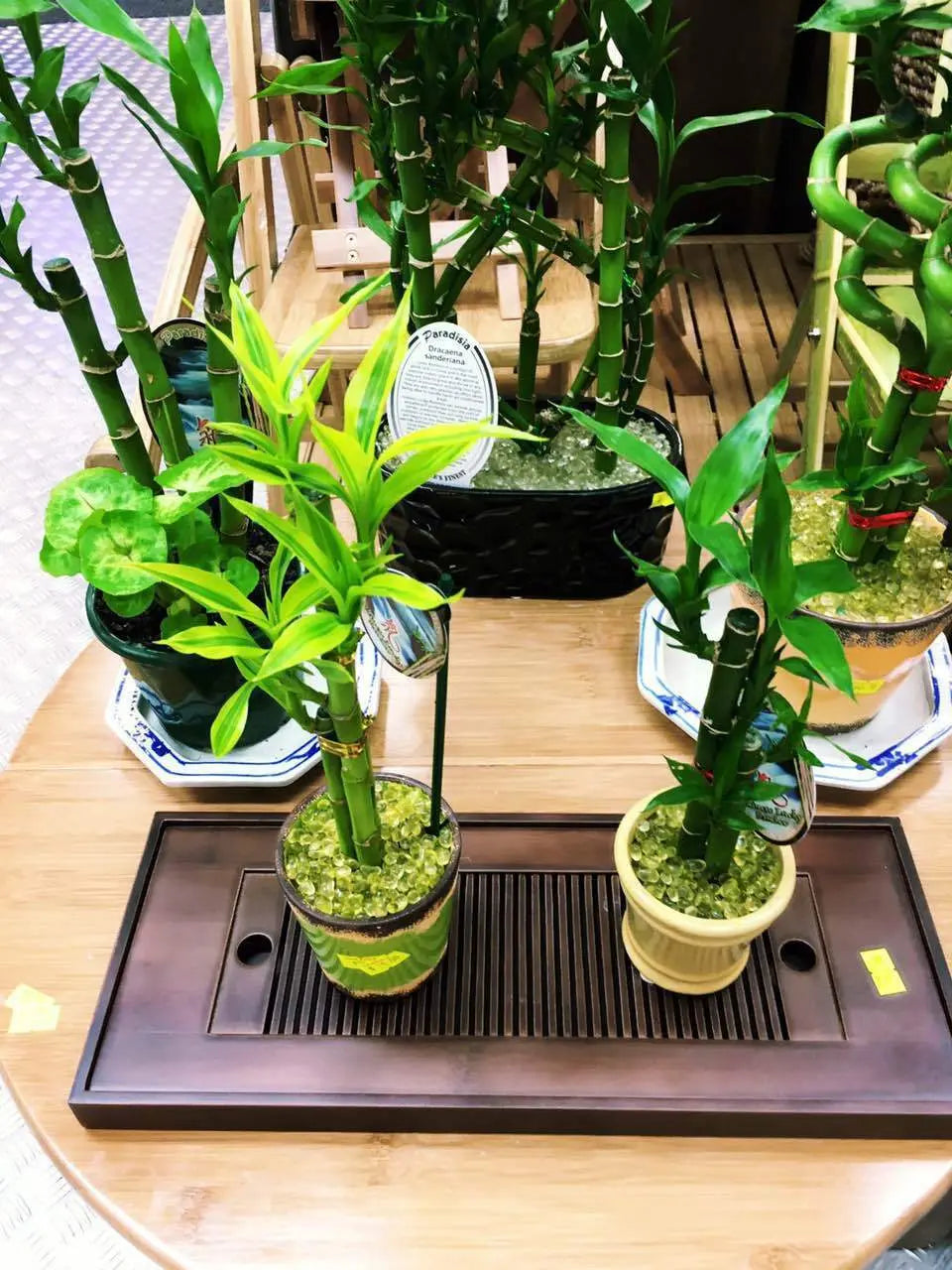 Real Lucky Bamboo beautiful pots decorative different sizes available  幸运竹 富贵竹 everythingbamboo