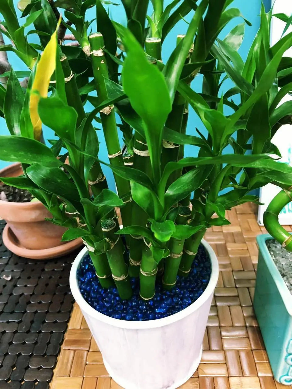 Real Lucky Bamboo beautiful pots decorative different sizes available  幸运竹 富贵竹 everythingbamboo