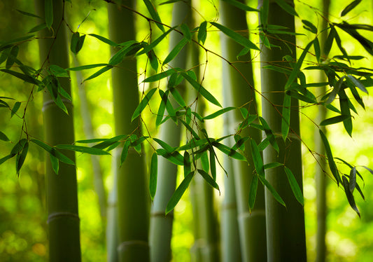 Why we should use more bamboo made products?