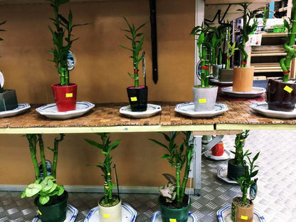 Real Lucky Bamboo beautiful pots decorative different sizes available  幸运竹 富贵竹 everythingbamboo