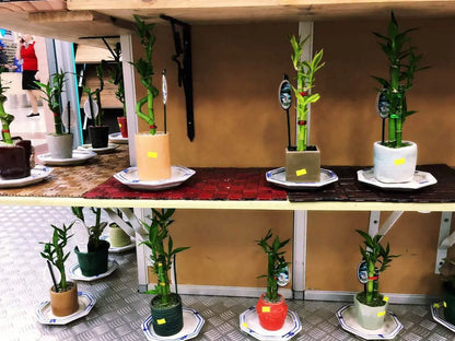 Real Lucky Bamboo beautiful pots decorative different sizes available  幸运竹 富贵竹 everythingbamboo