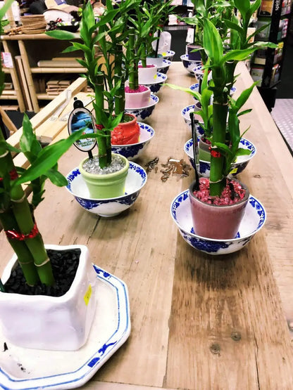 Real Lucky Bamboo beautiful pots decorative different sizes available  幸运竹 富贵竹 everythingbamboo